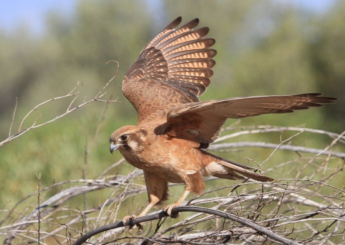 Бурый Сокол птица