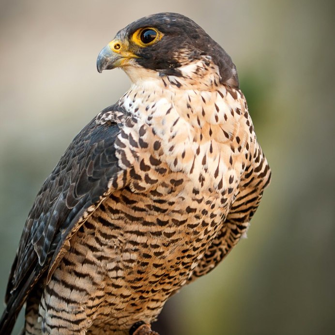 Сокол канюк