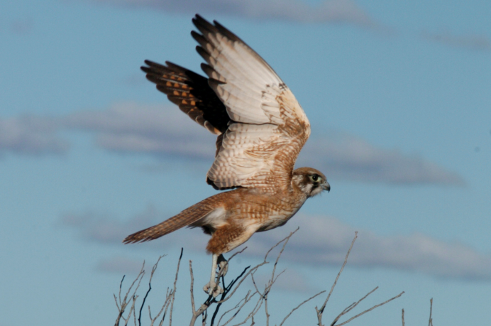 Австралийский Сокол