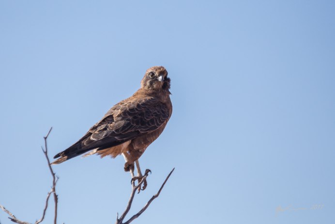 Сокол коричневый