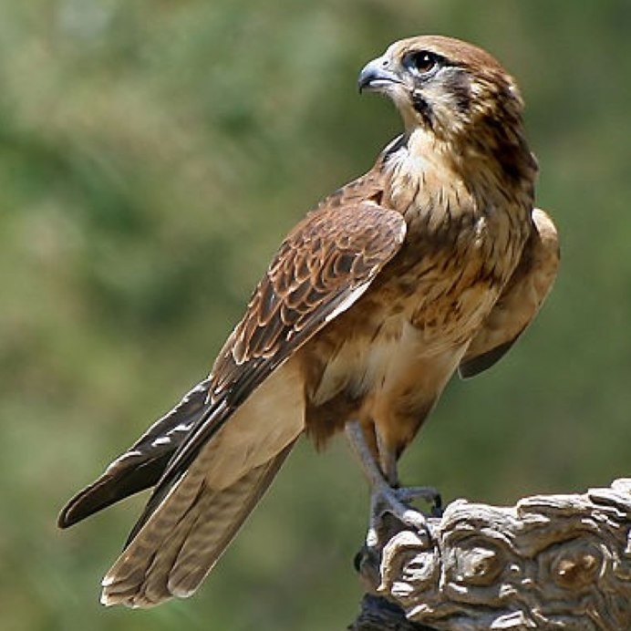 Сокол Стервятник