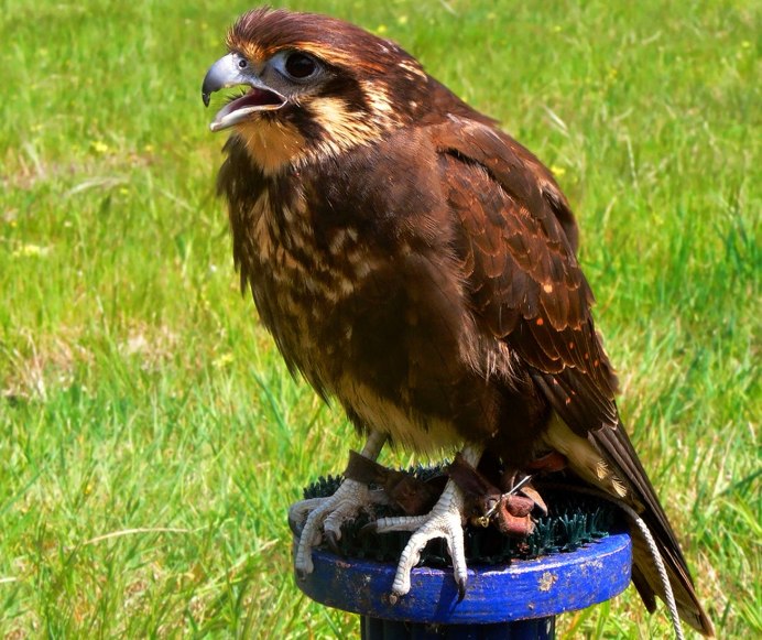 Сокол канюк