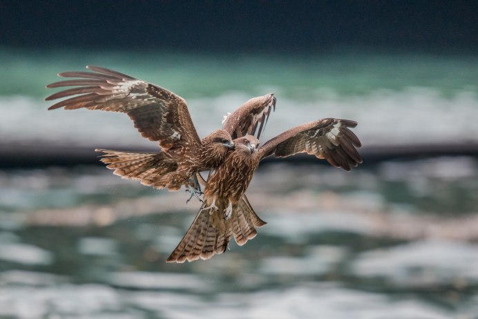 Кречет пустельга