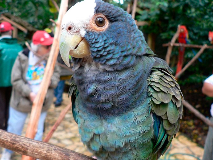 Попугай ара