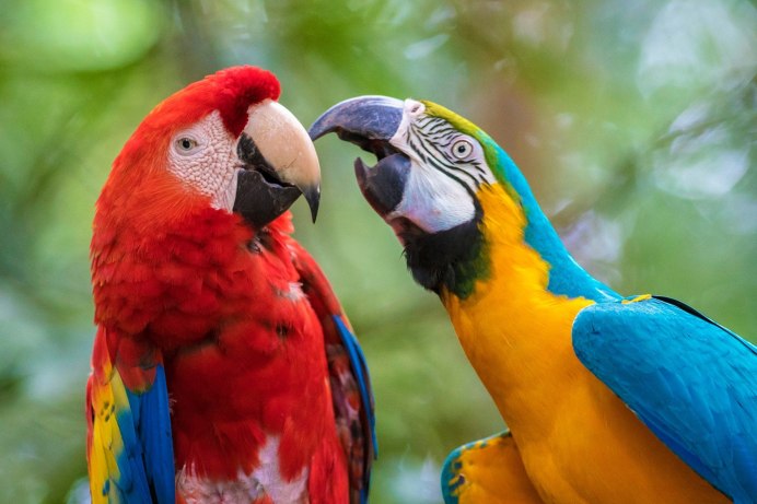 Арара попугай