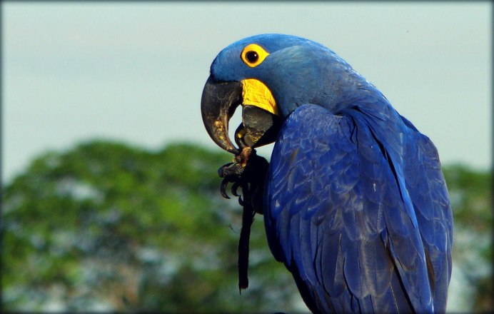 Сельва попугай ара