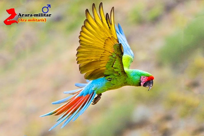 Бразильский синий арара
