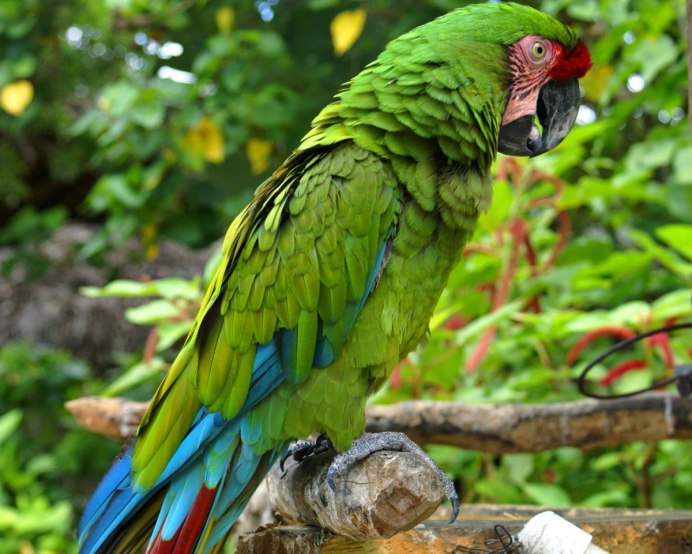 Африканские попугаи с красным клювом