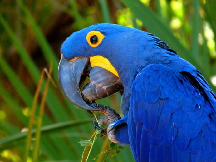 Животный мир Уругвая