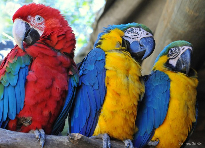 Голубой попугай ара