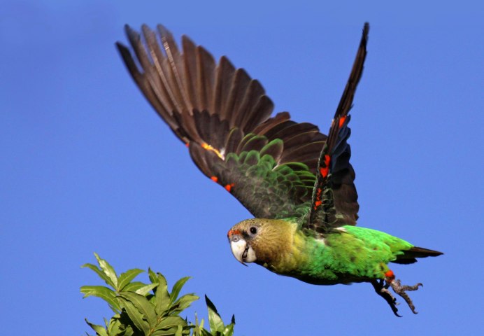 Попугай Macaw