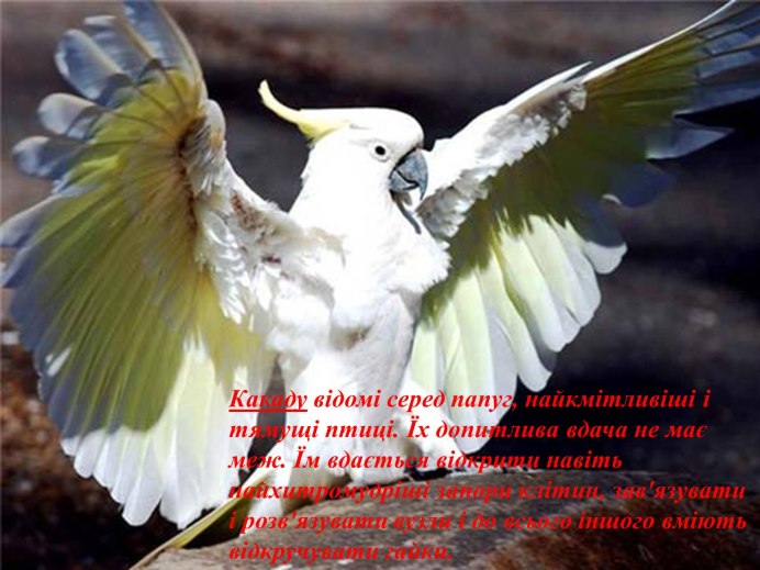 Яйца Какаду