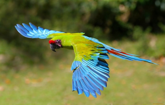 Гологлазый Какаду (Cacatua sanguinea)