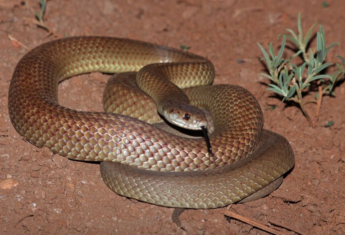 Demansia Psammophis