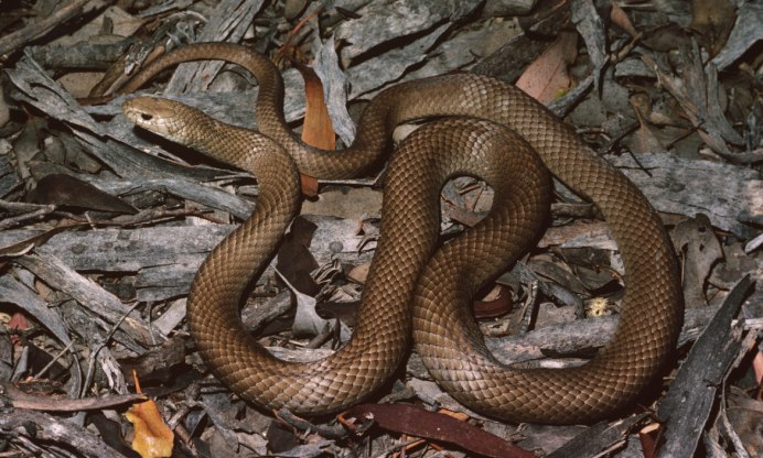 Pseudonaja textilis