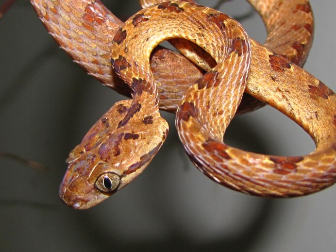 Pseudonaja nuchalis