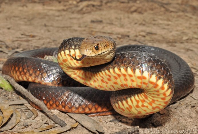 Boiga ceylonensis