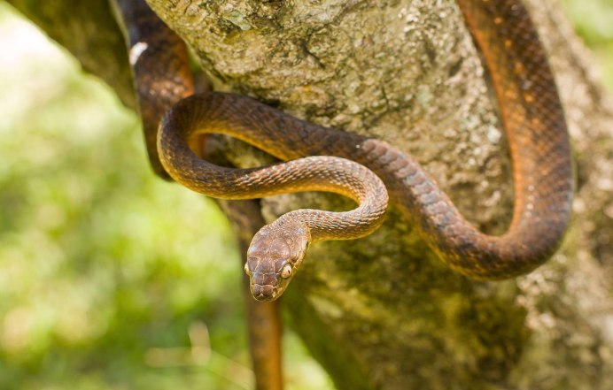 Agkistrodon contortrix