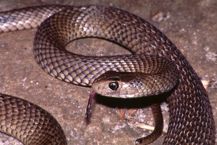 Boiga irregularis