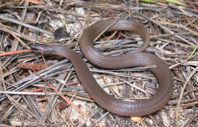 Pseudonaja textilis