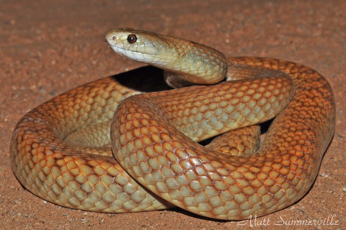 Boiga irregularis