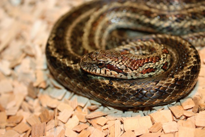 Storeria occipitomaculata