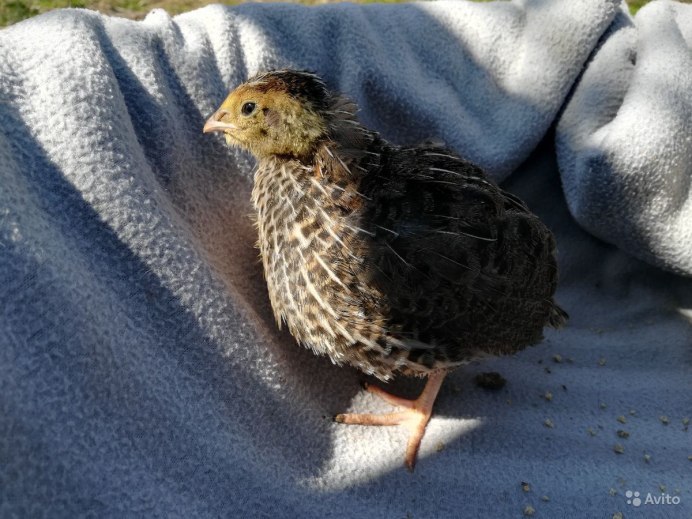 Перепелка домашняя