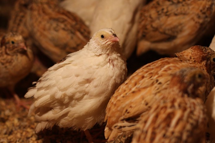 Перепелка самка