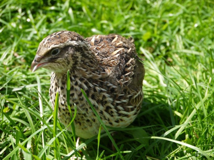 Перепелки породы фараон