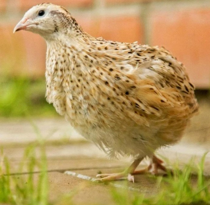 Домашние птицы перепел Перепелка перепелята
