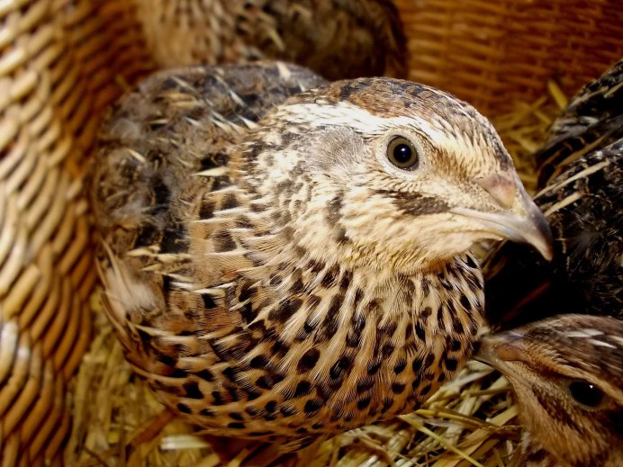 Перепелка домашняя