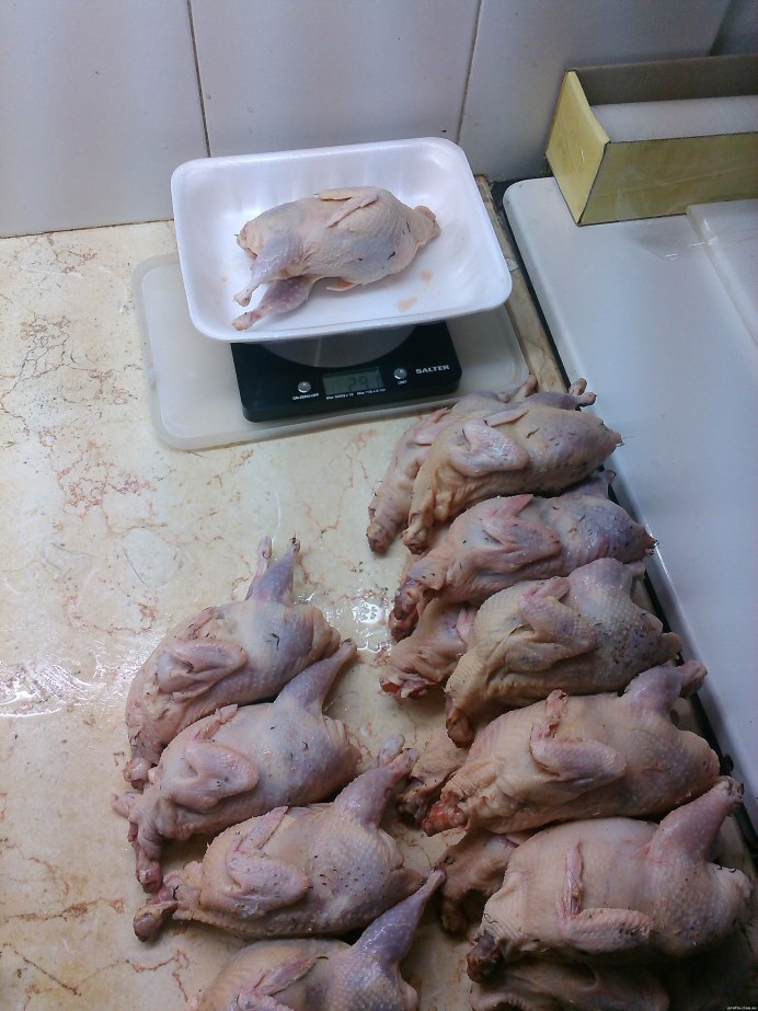 Манжуры перепела