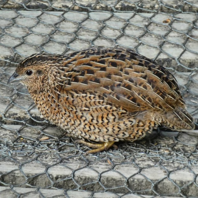 Перепелка из золота