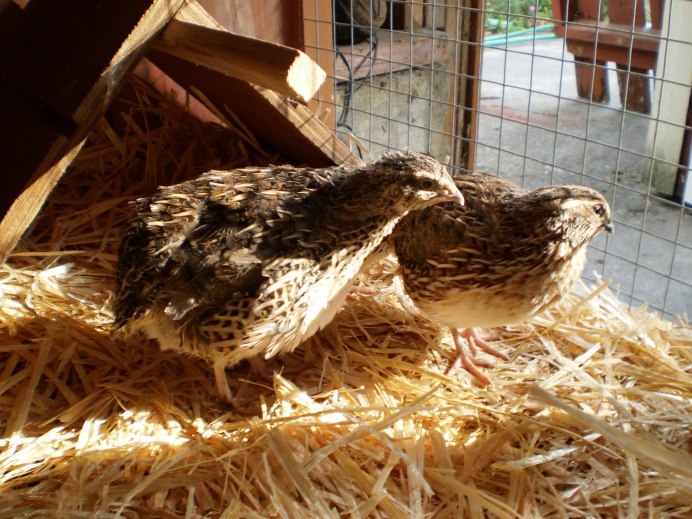 Японская Перепелка