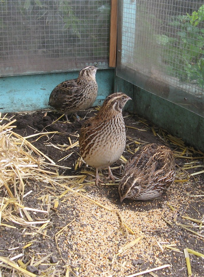 Перепелиное яйцо Перепелочка
