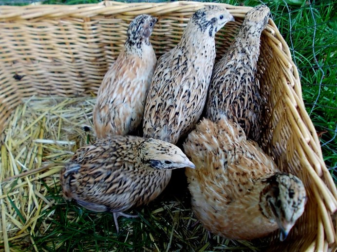 Перепелки порода с яйцами