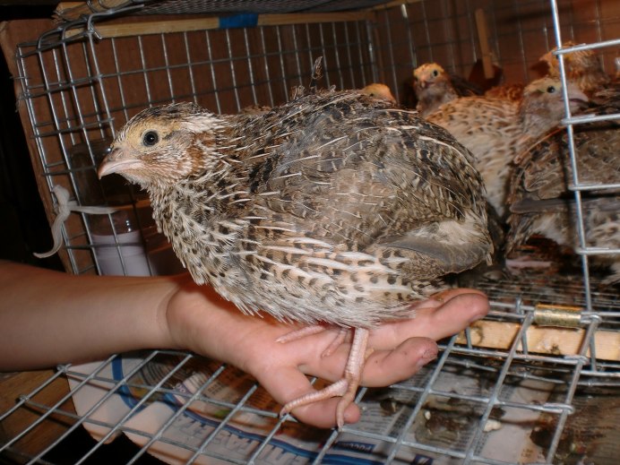 Перепела в хозяйстве