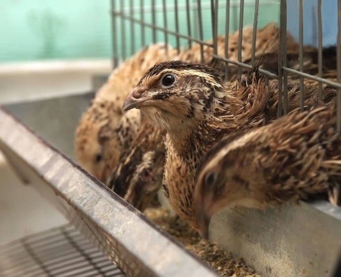 Перепелки Мексиканские