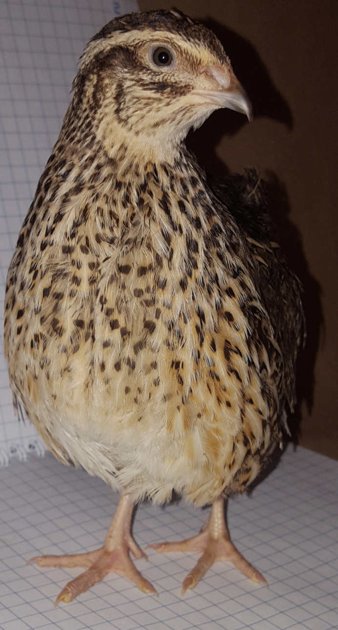 Перепел перепелку и перепелят