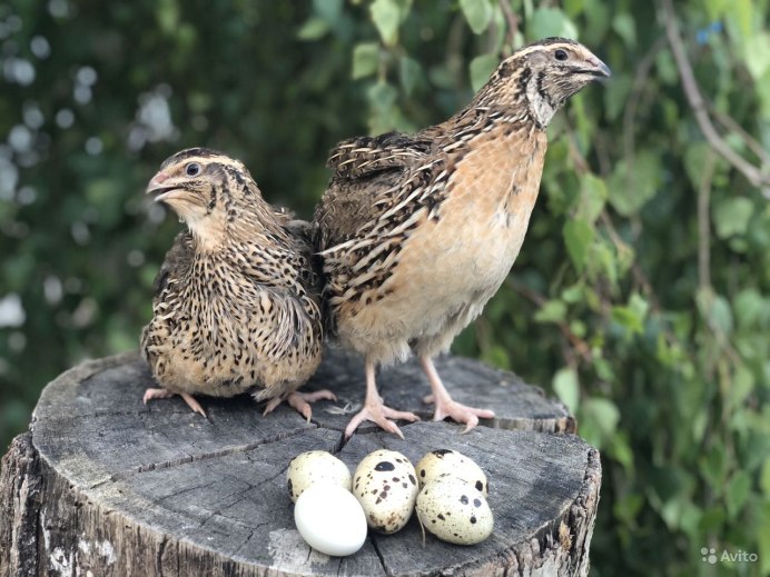 Перепел обыкновенный Coturnix Coturnix