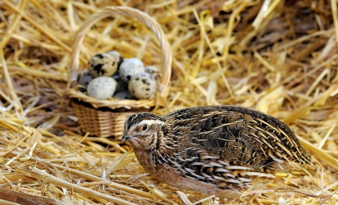 Перепела птица домашняя