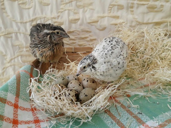 Перепелиная ферма в Японии