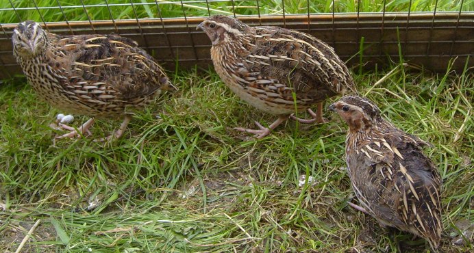 Перепелка Птицеводство