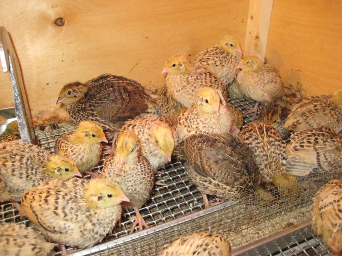 Перепел в России