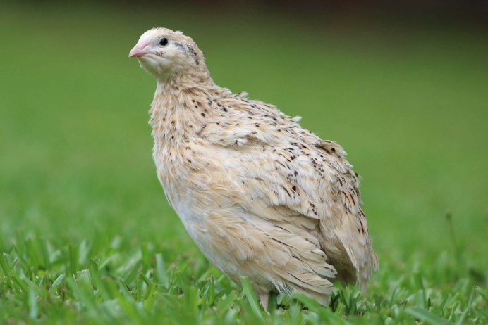 Болотная Перепелка