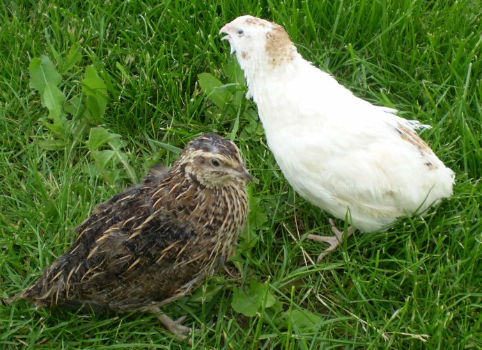 Перепел фараон птенец