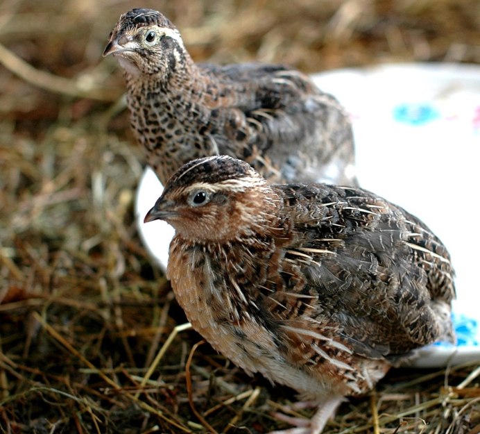 Перепела породы Феникс