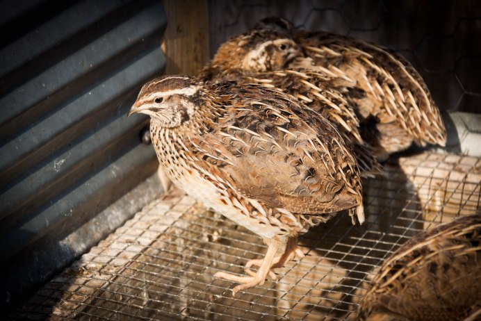 Перепела эстонцы