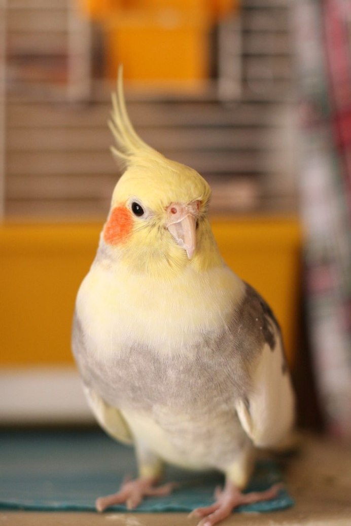 Корелла лютино