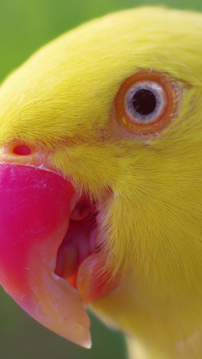 Корелла Cockatiel